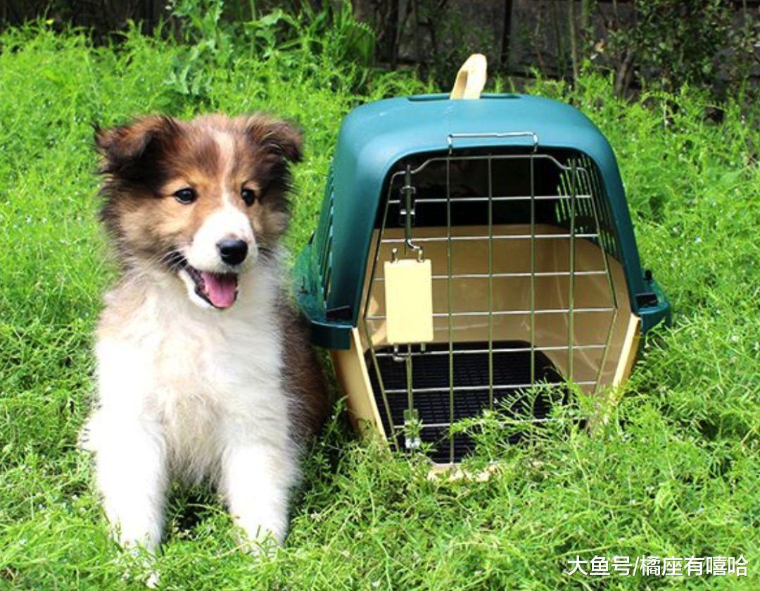 史上最详细宠物航空托运流程! 客舱、货舱托运重点都在这里!