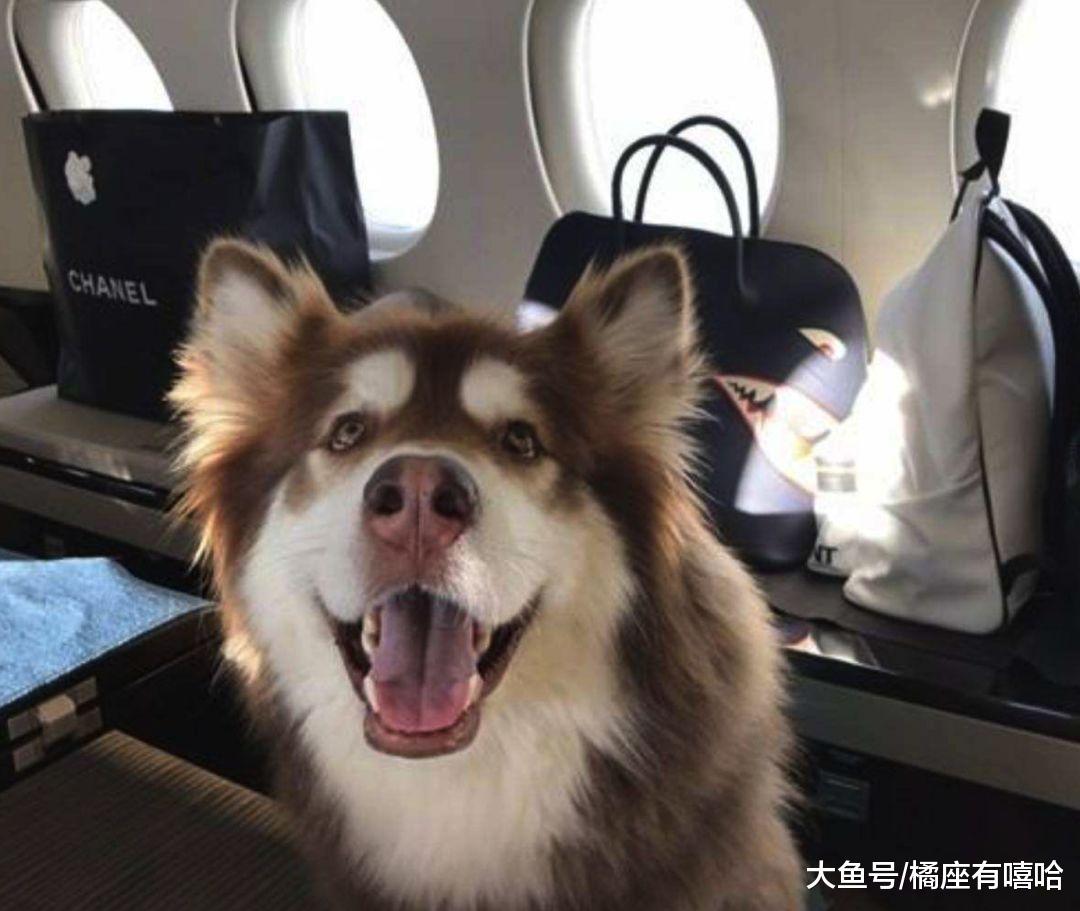 史上最详细宠物航空托运流程! 客舱、货舱托运