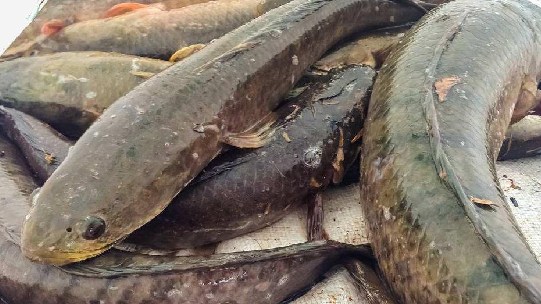 路亚黑鱼是钓家由小到大的渐进,但你知道黑鱼有着怎样的人设吗?