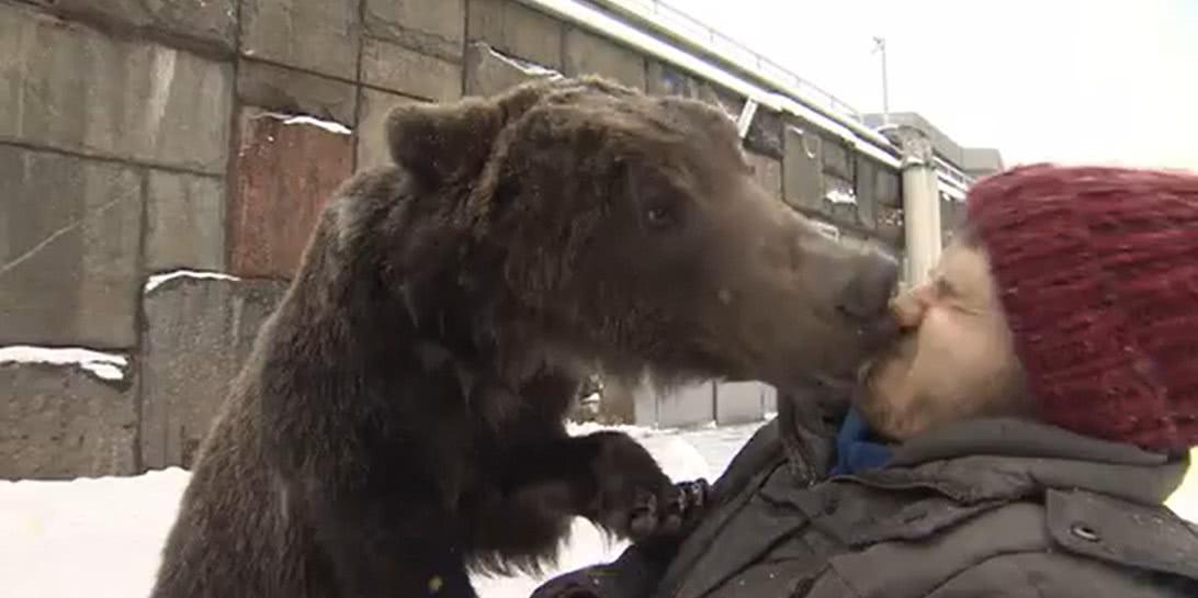 俄罗斯战斗民族的棕熊真惨，混口饭吃不容易，还要会照顾伤员