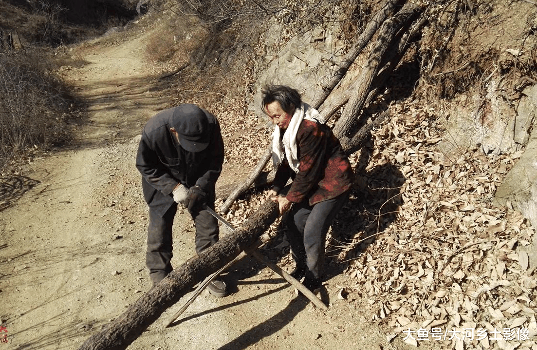 三个儿子要回家过年, 八旬父母接信儿后连续三天进山砍柴