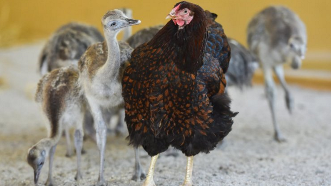 最爱管闲事的动物不是狗而是母鸡