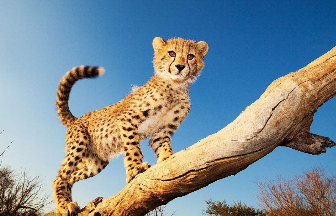 猎豹,为了高速奔跑而设计的生命,在非洲的生活举步维艰?