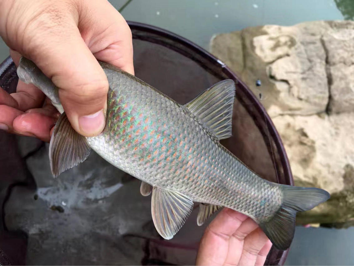 Download Blue Fish Animal Lionfish 4k Ultra HD Wallpaper