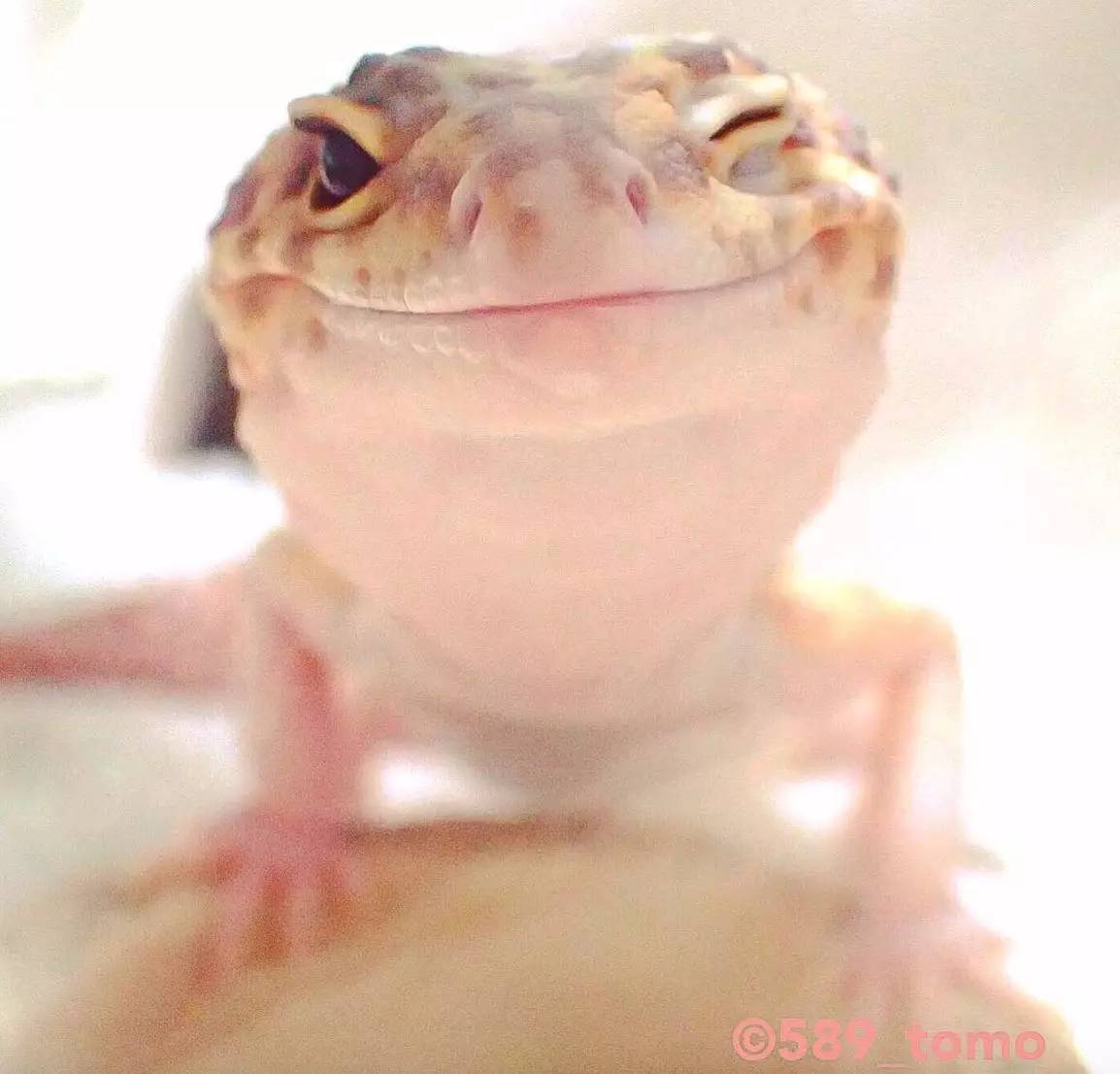 应该是世界上最可爱的守宫了