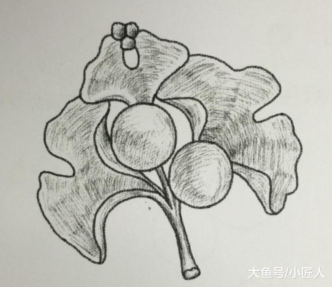 女生首饰盒里的珍珠首饰绘制