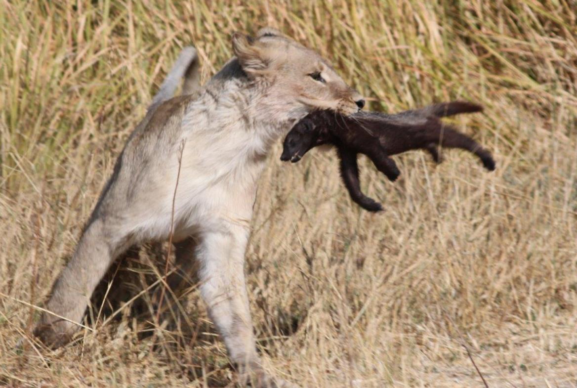 平头哥的无敌神话被打破 网友受不了了!