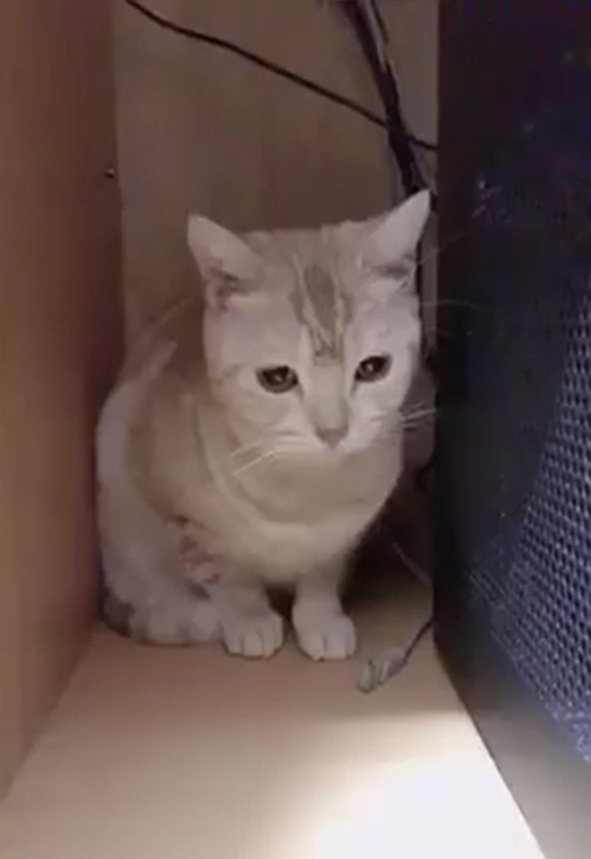 原来这猫一只躲在这里,只不过网友看到它的表情之后,满脸都是愧疚,这