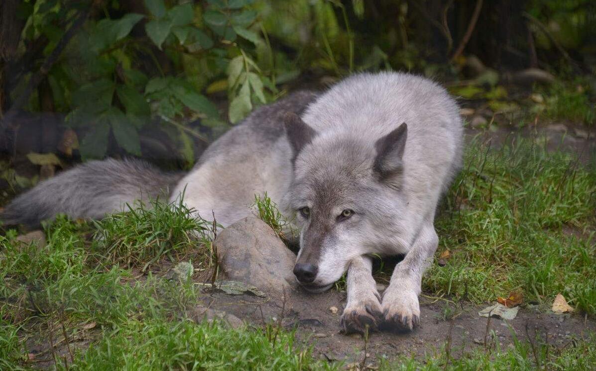 动物园把游客当傻子,用土狗冒充狼,大黄:大哥今天休息