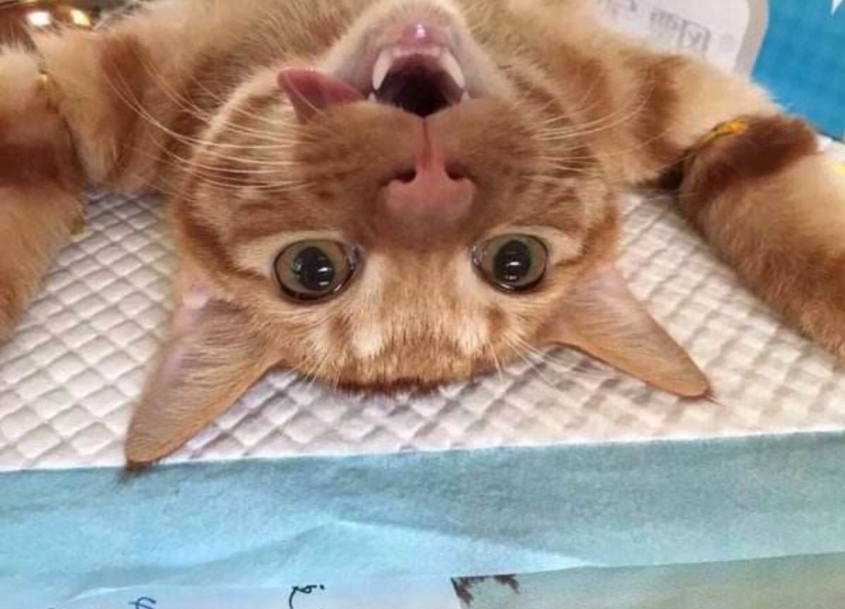 绝育之后的猫咪有3个阶段,怎么看都有一种蛋蛋的忧伤!