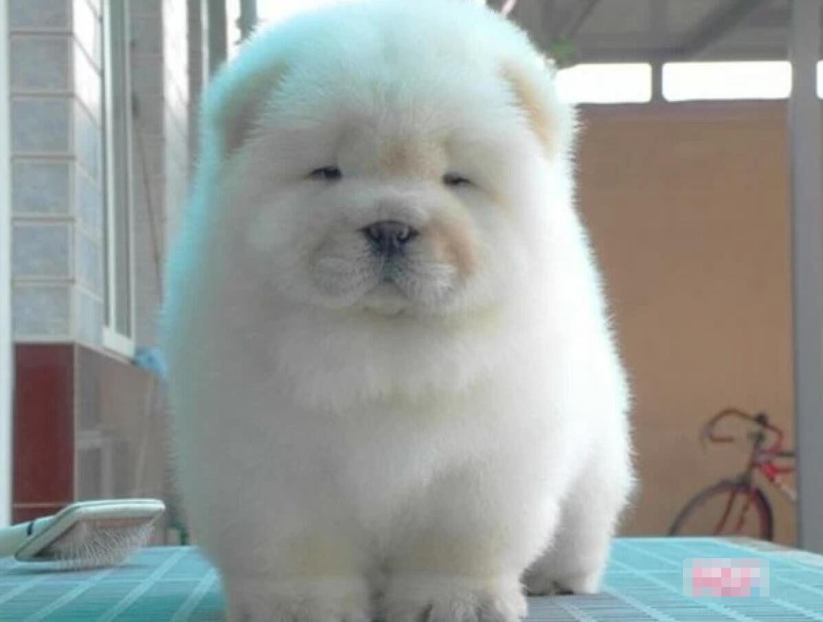 中国好狗狗系列3: 松狮犬, 曾经威猛的猎犬, 如今沦为