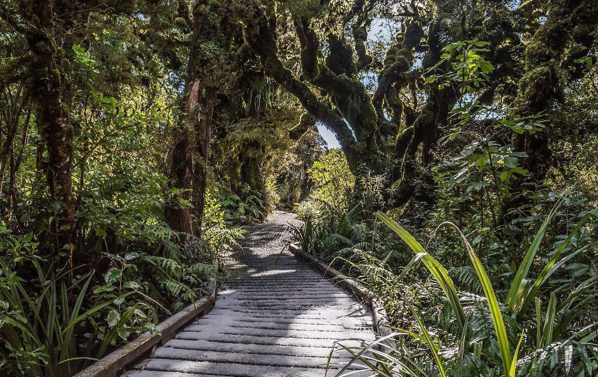 新西兰精灵森林, 这个森林看起来像一部奇幻电影