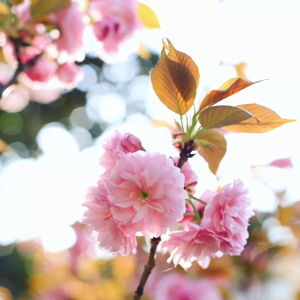 昨日南园新雨后,樱桃花发旧枝柯天明不待人同