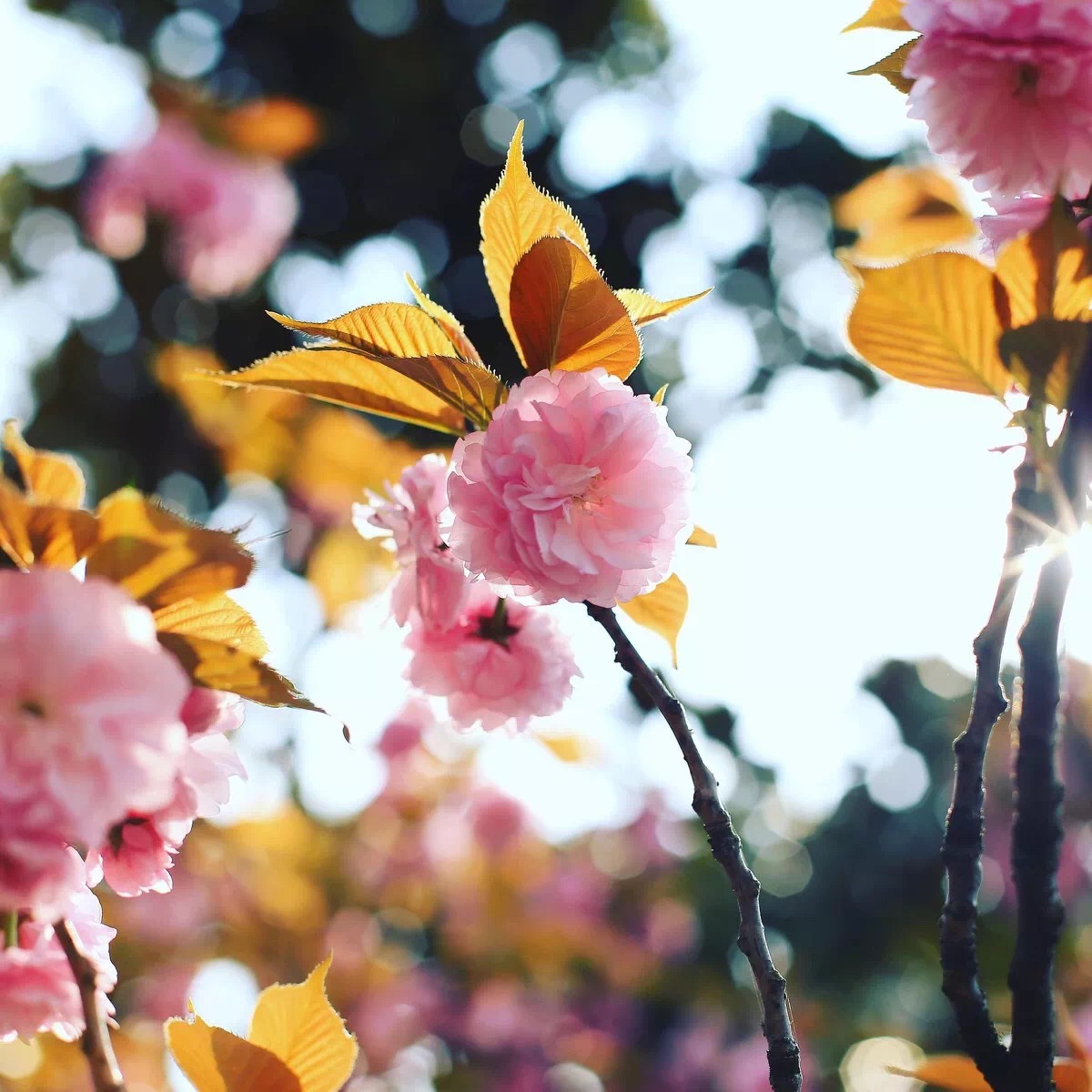 昨日南园新雨后,樱桃花发旧枝柯天明不待人同