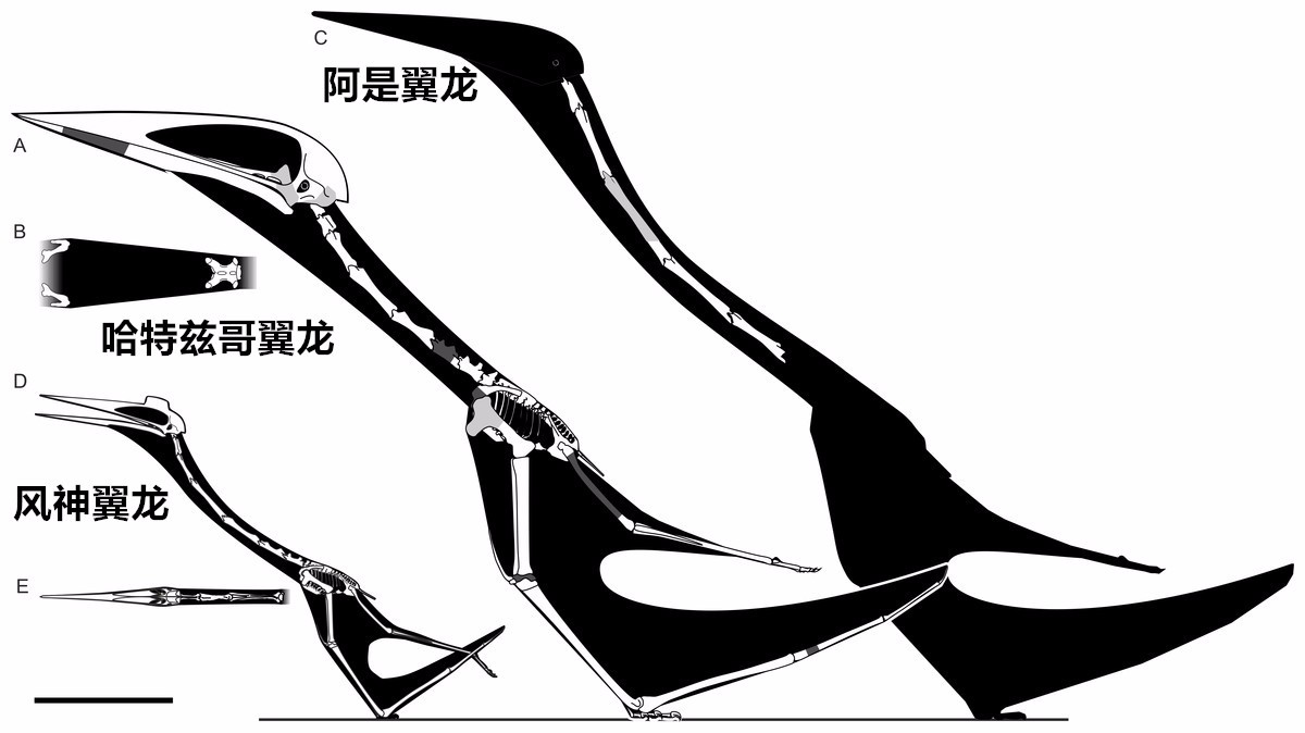 图注:哈特兹哥翼龙和几种大型翼龙的对比,图片来自论文