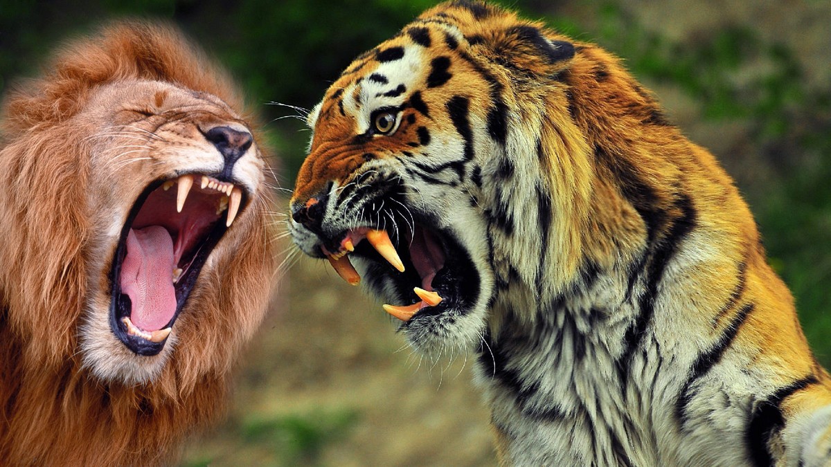 为什么老虎比狮子多很多技能,人们还说它们实力相仿?