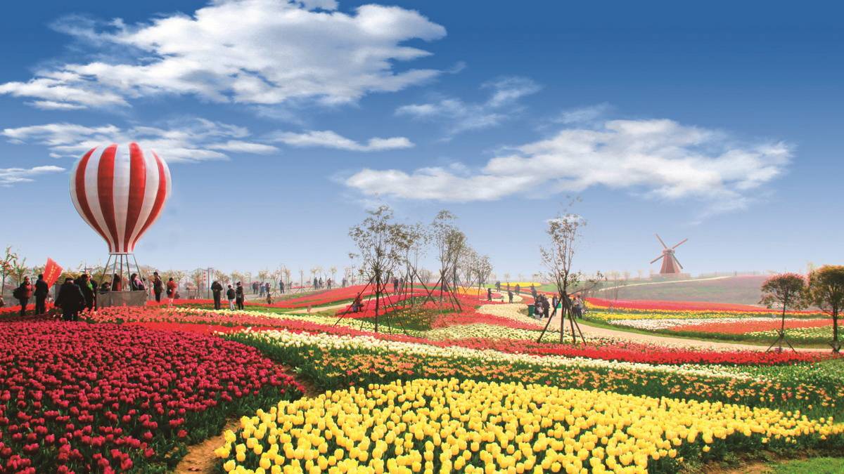 周末赏花踏青添去处 孝感金卉庄园樱花·郁金香赏花节将开幕