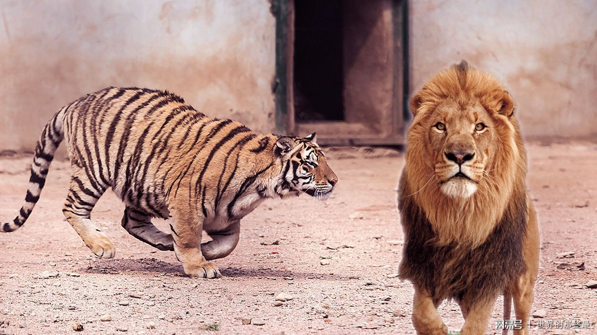完美的猫科动物不是老虎而是狮子?两者对比一下就知道了