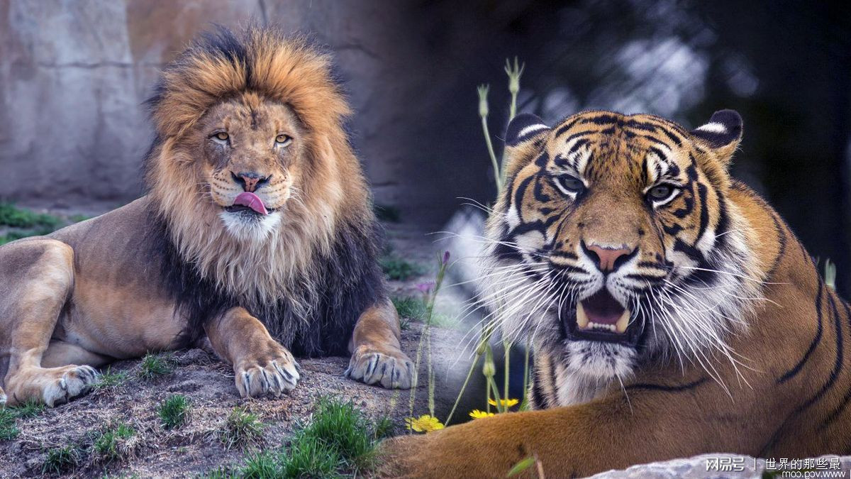 《虎啸非洲》中狮群是老虎的天敌?老虎打得赢狮子吗