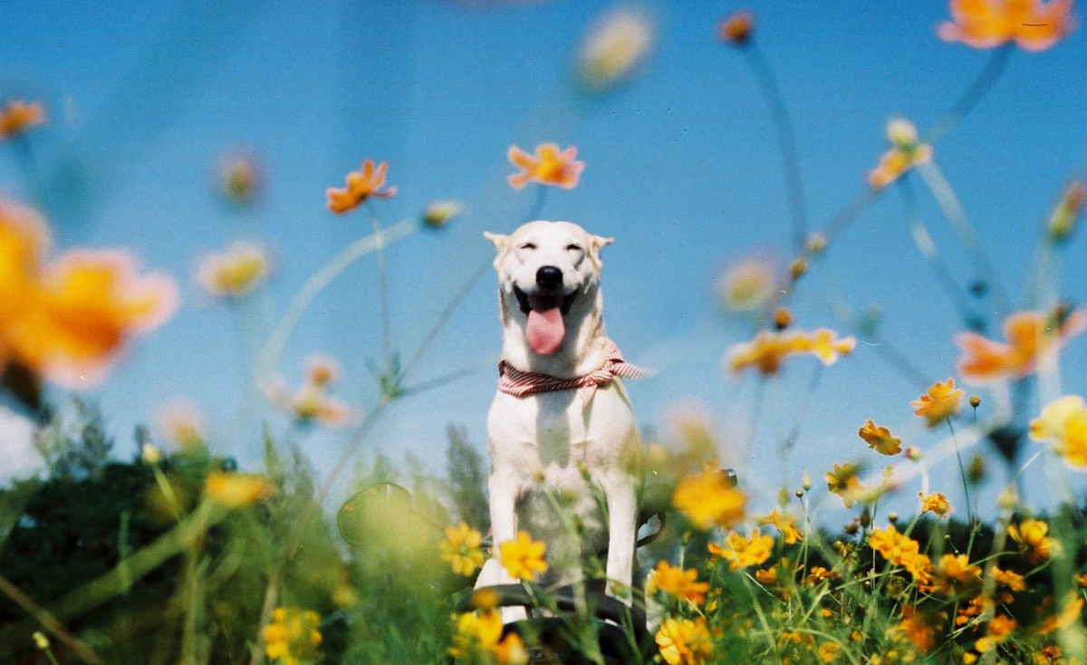 这只有着灿烂笑容的狗狗背后,有一件令人备受感动的故事!
