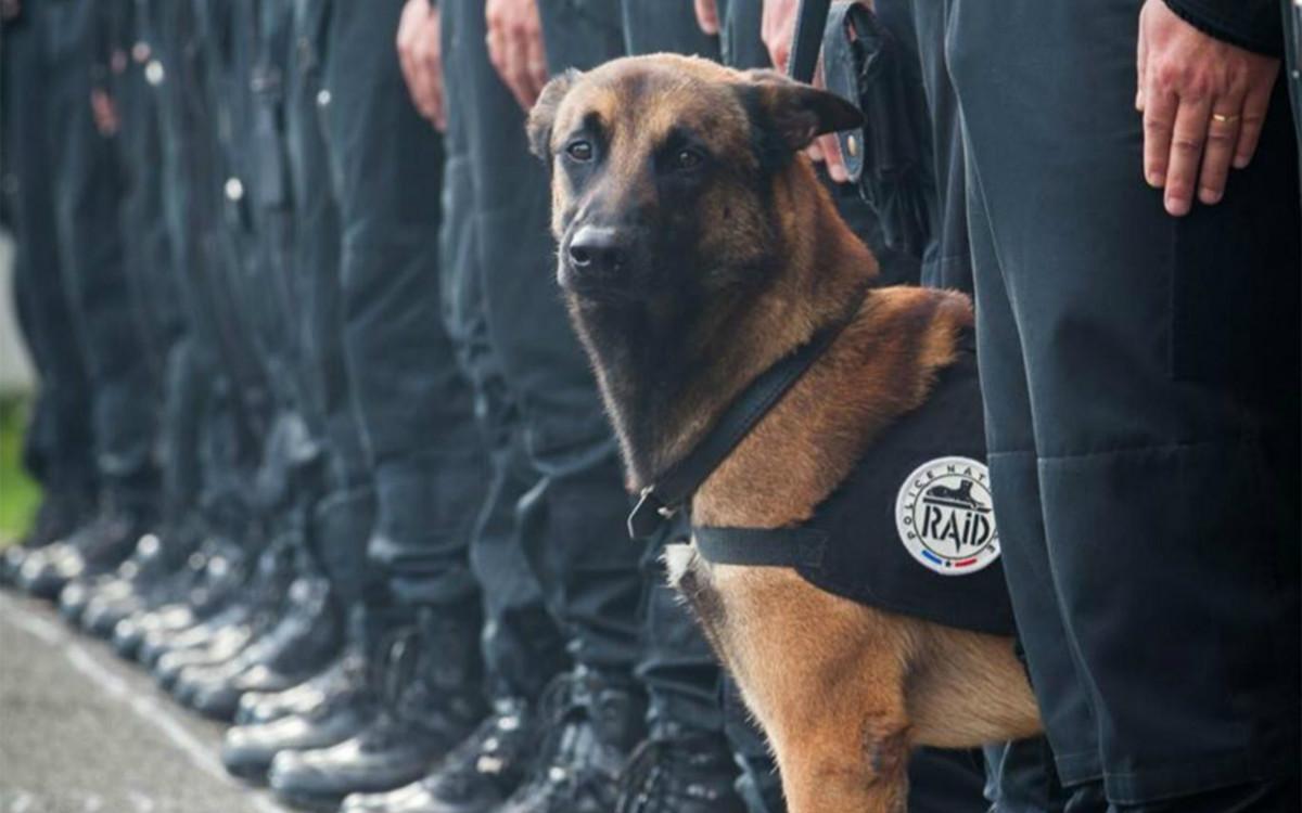 女子养的土豪犬混进警局骗吃骗喝,尴尬的是还被当成了警犬