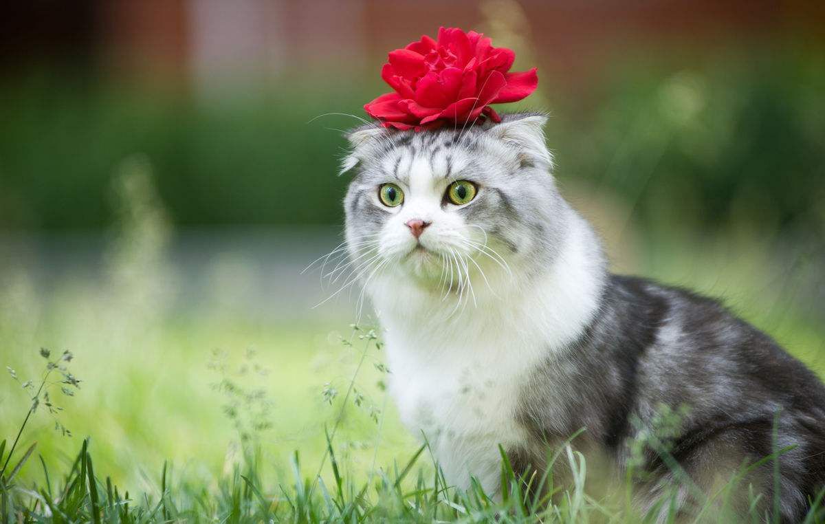 被猫抓伤后,身体可能会受到致命威胁,你知道吗