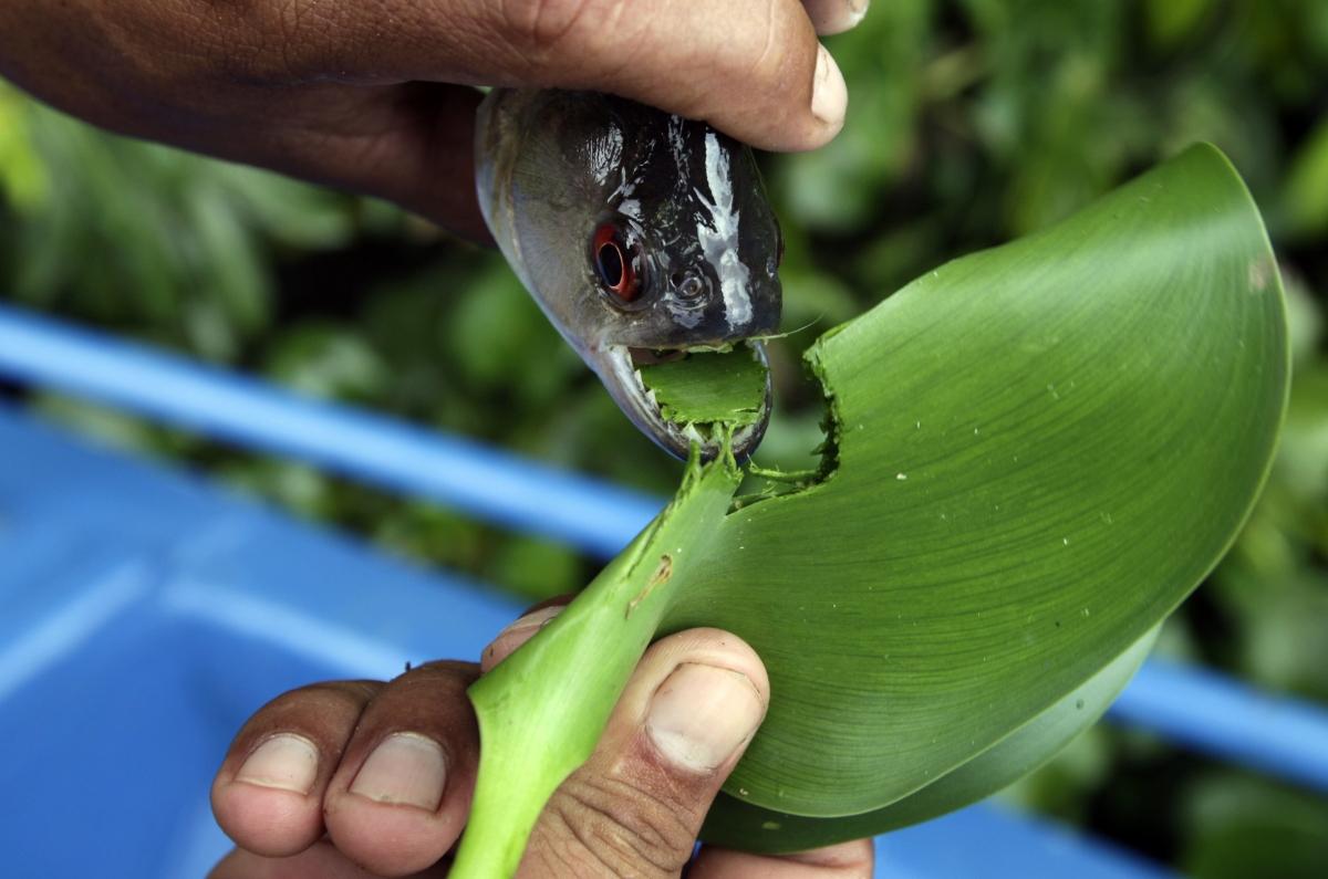 食人鱼为何没称霸亚马逊河流? 因为那有种它近不了身的天敌