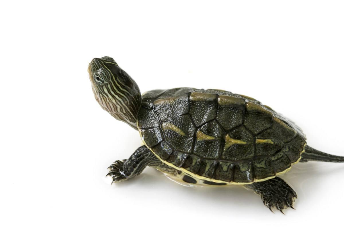 甲鱼和乌龟什么关系? 为何人们吃的是甲鱼而不