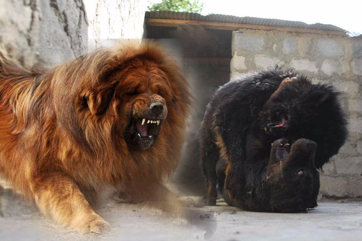 两只大藏獒可以咬死一只狮子吗?