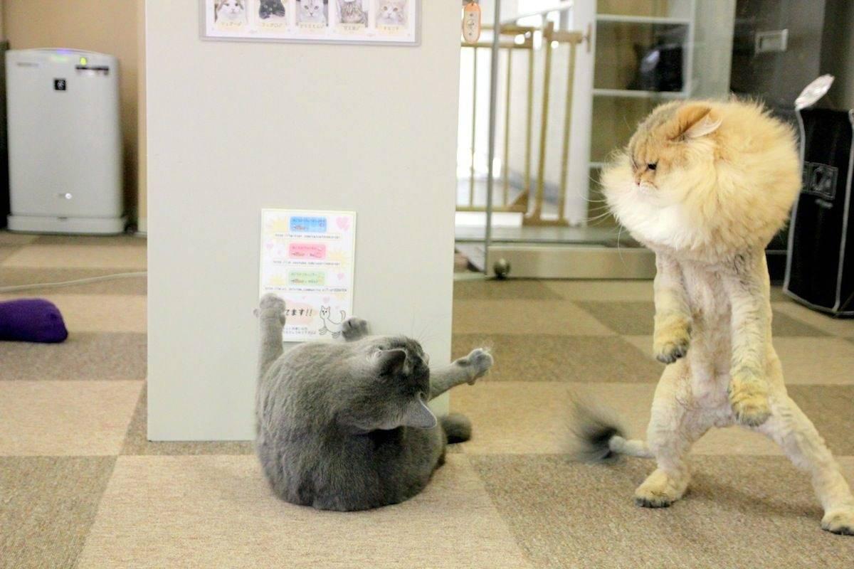 主人以为猫剃了毛会自卑,没想到,打起架来竟然气场全开