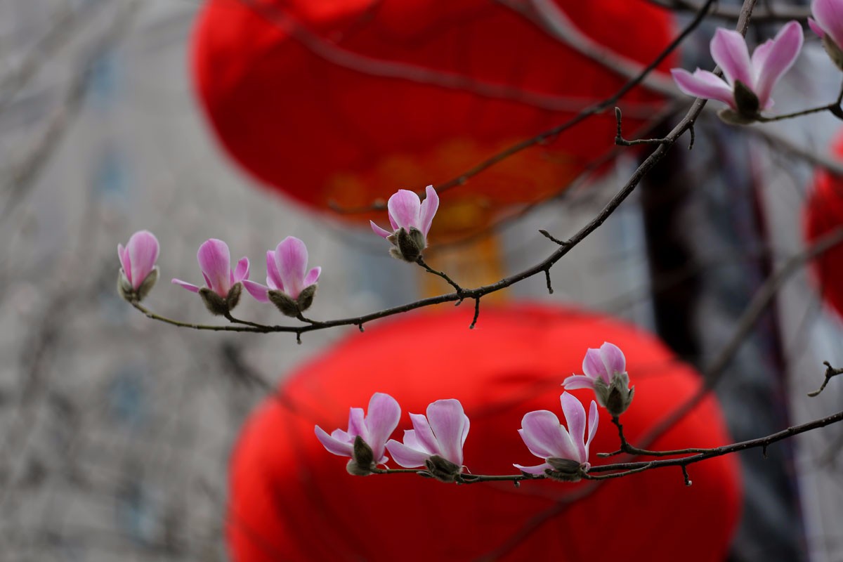 一夜春花开 看惯春节假花的市民不相信是真的