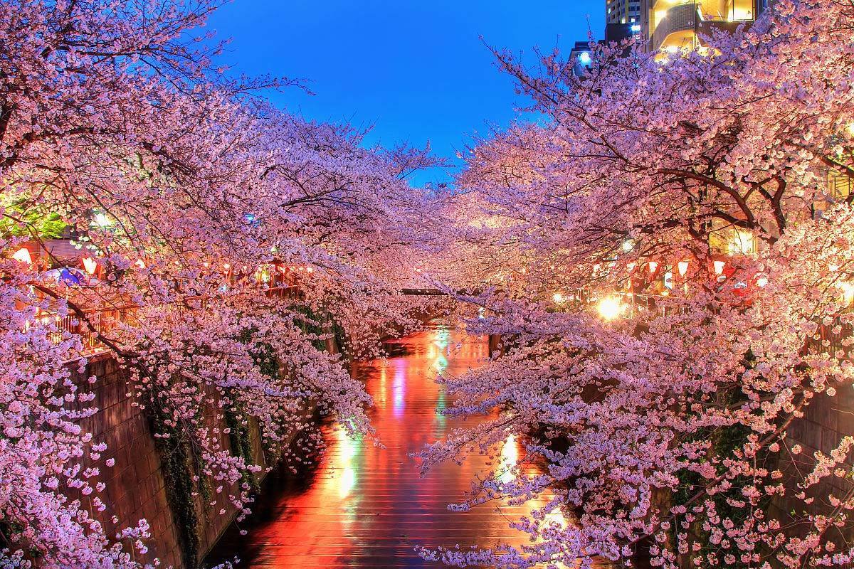 2018日本樱花预测公布!3月全面开放,再不去又