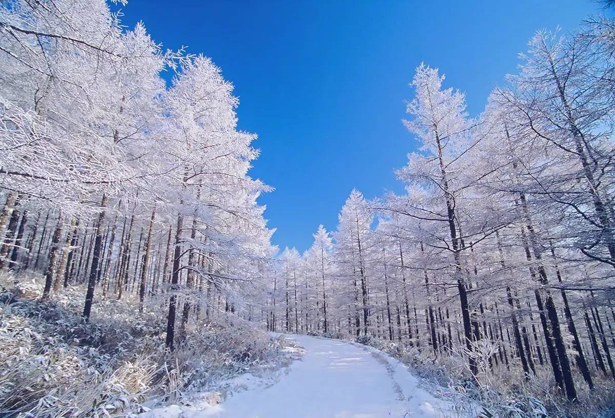 北海道的冬天 万图壁纸网
