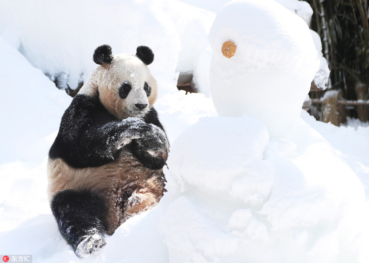 旅韩大熊猫"爱宝"遇雪超兴奋!啃雪人自嗨玩疯了