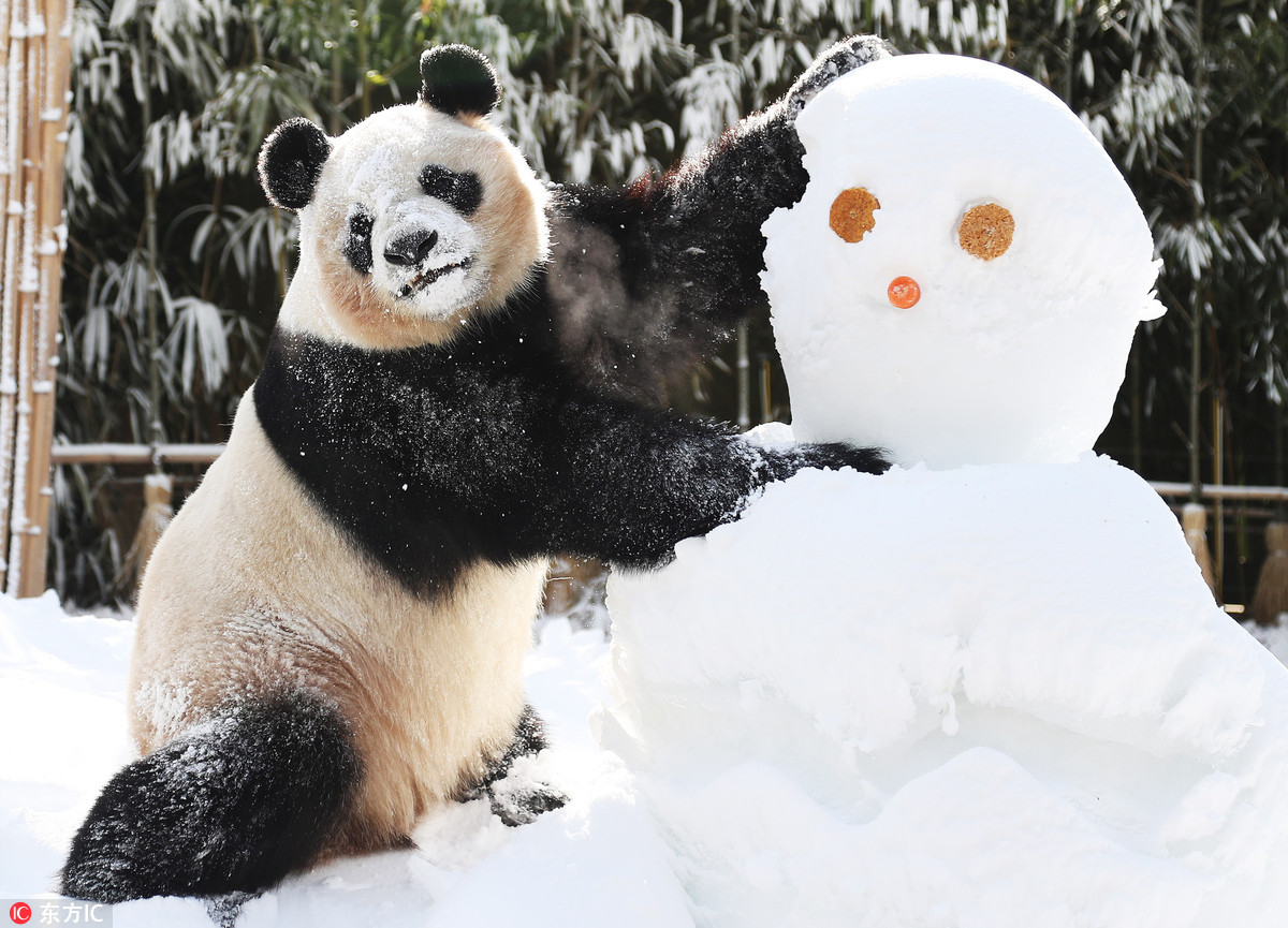 旅韩大熊猫"爱宝"遇雪超兴奋!啃雪人自嗨玩疯了