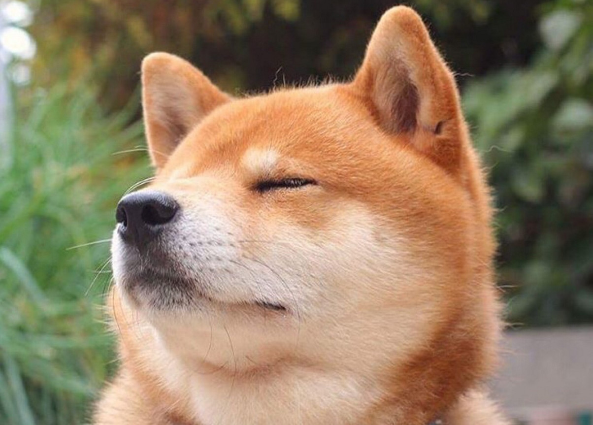 twitter图标变成柴犬 9cd8-fypikwt1180959.jpg