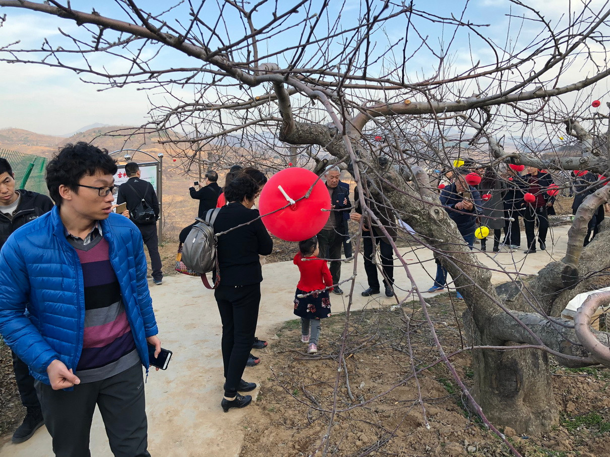 百年老苹果树仍在服役 每棵年产300斤赚1500元
