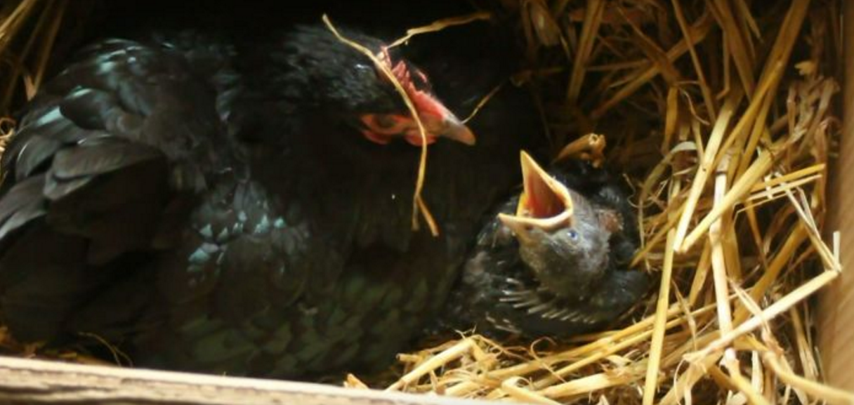 最爱管闲事的动物不是狗而是母鸡