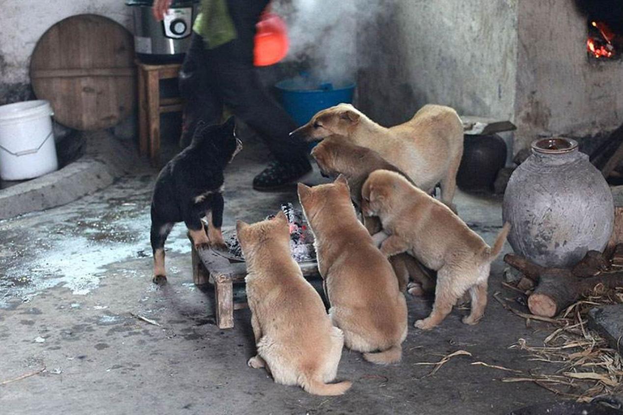 狗狗火化去哪里 (狗狗火化需要什么手续)