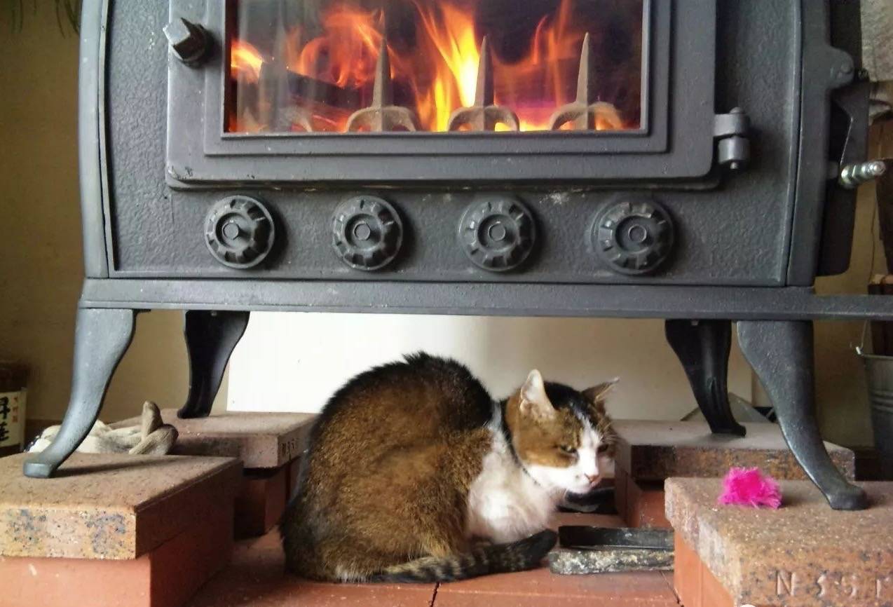 救命！ 我家貓冬天喜歡烤火，都快把自己烤糊了！