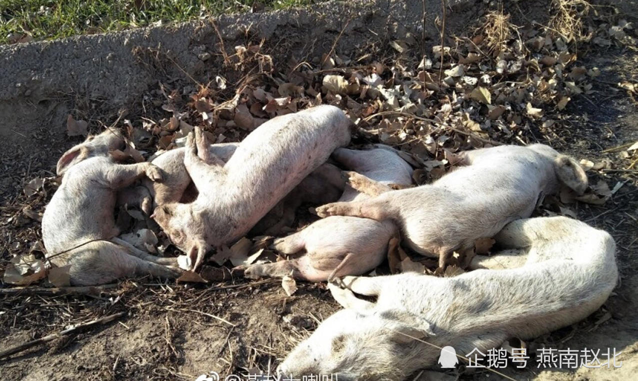 定州一处荒地现多头死猪