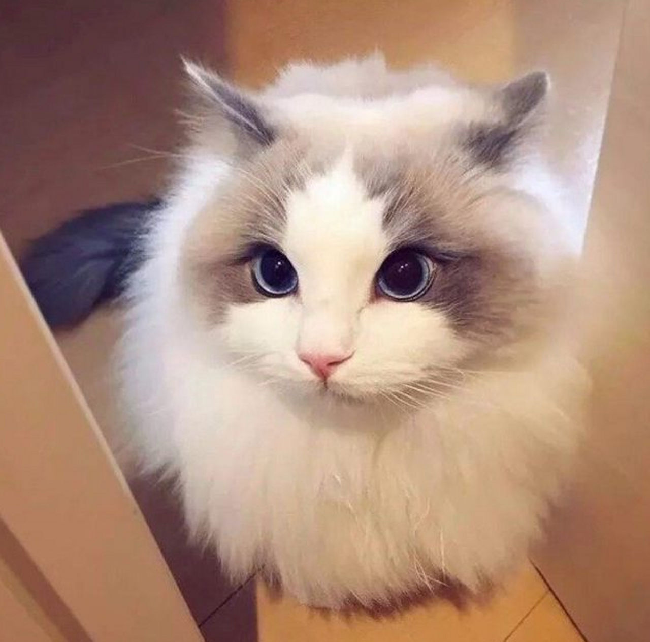 十二星座专属的十二种萌宠,我是狮子座圆滚滚的小熊猫