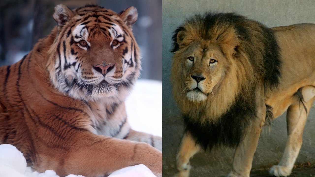 网上总有人说东北虎单挑不过雄狮?事实上真的是这样吗?