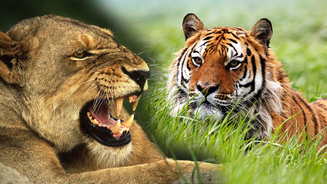 脑洞大开:老虎狮子与同等体型的猛龙相比，哪个厉害?