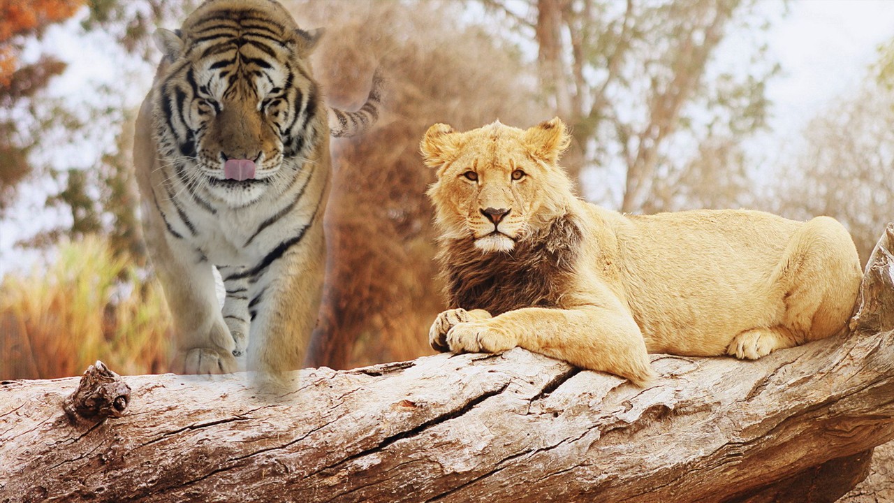 狮子如果不是群居生活,而是独自生存,能否在实力上碾压老虎?