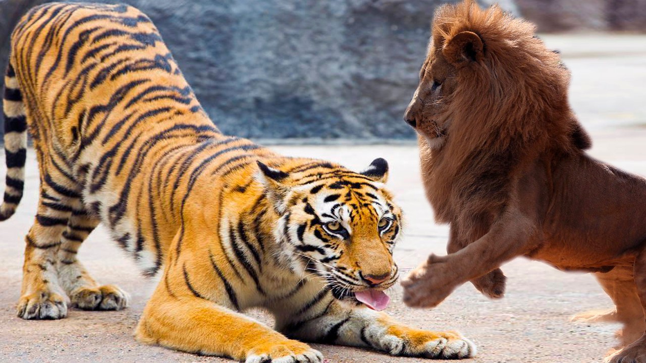 斗兽棋上的排名准确吗?狮子真的排在老虎之上?网友的比喻是正解