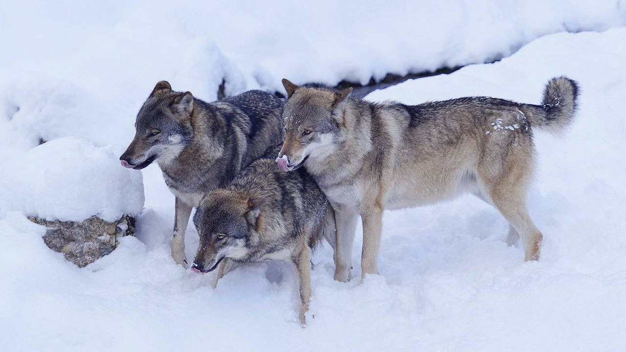 当北美灰狼群遇上非洲鬣狗群,狼群会被秒掉吗?