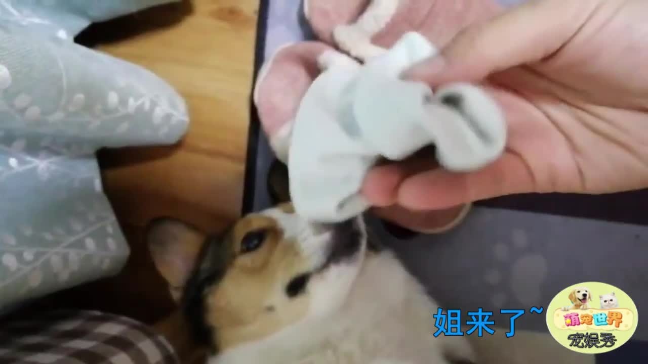 这主人的袜子你说有多臭,小柯基直接拿脚来抵抗,反应让人笑翻小短腿