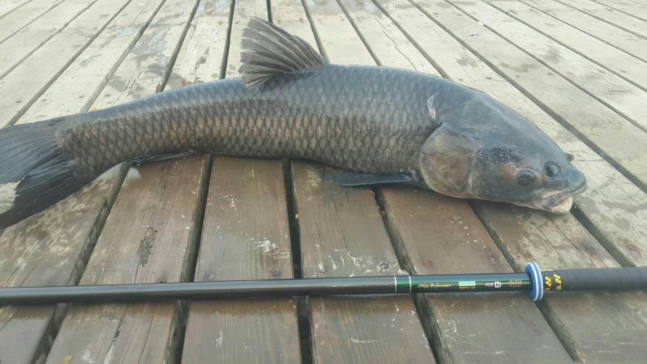 钓获一条大青鱼, 这鱼比草鱼贵我们这卖12元一斤