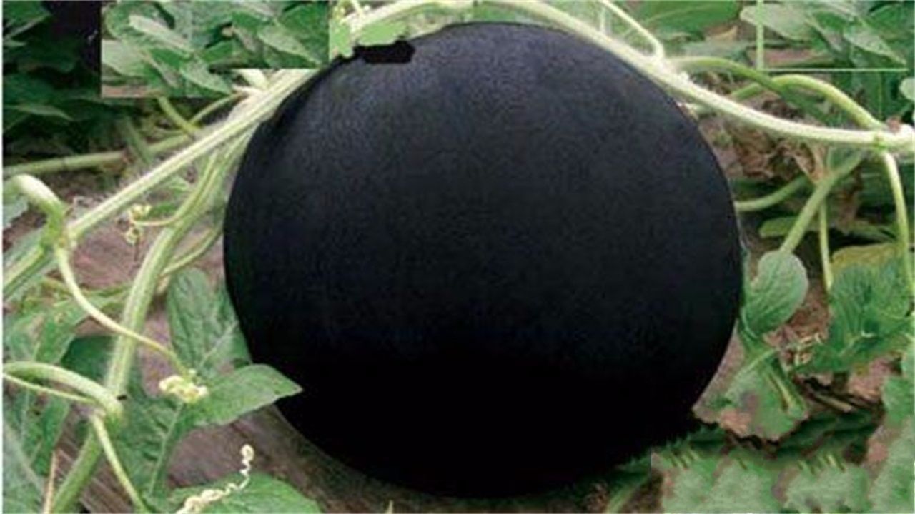 日本要哭了，研发的4万一个的黑西瓜，到中国被贱卖3元一斤